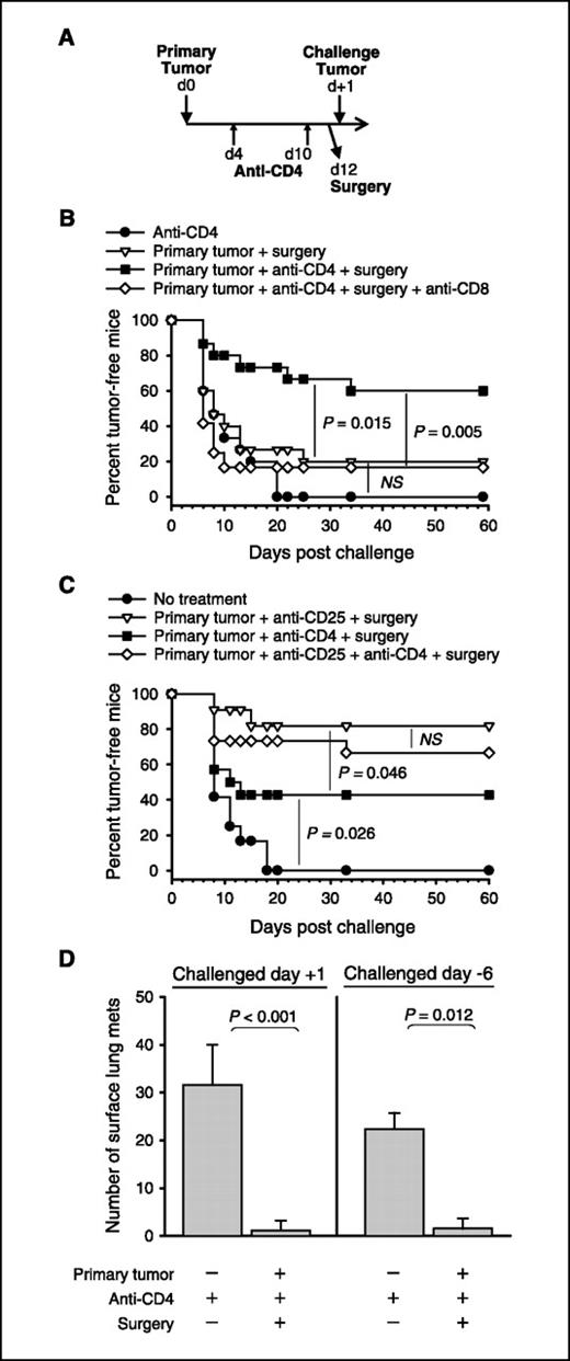 Figure 1. Postsurgical immunity is prevented by CD4+CD25+ Tregs and mediated by CD8 T cells. A, basic schematic outline of experiments: mice received primary B16 tumors in the right flank on day 0, anti-CD4 treatment on days 4 and 10, and surgery to remove primary tumors on day 12. Growth of challenge tumors. B, mice received treatments as specified in the figure and challenge tumors were given in the left flank 1 day after surgery. Anti-CD8 was also given in one group on days −2, +5, and +12 relative to the challenge tumor. C, mice received treatments as specified in the figure and challenge tumors were given in the left flank 1 day after surgery. Indicated groups also received anti-CD25 treatment on day −4 relative to the primary tumor. D, mice received treatments as specified below each bar, and challenge tumors were injected i.v. either 1 day following surgery (left) or 6 days before surgery (right). These mice were sacrificed ∼22 days following challenge and pigmented surface lung metastases were counted. A to D, each experiment involved 10 to 16 mice per group and was conducted at least twice with similar results. Statistical significance was determined by log-rank analysis (B and C) or two-tailed Student's t test (D). D, columns, average; bars, SD. NS, no significance (P > 0.05).