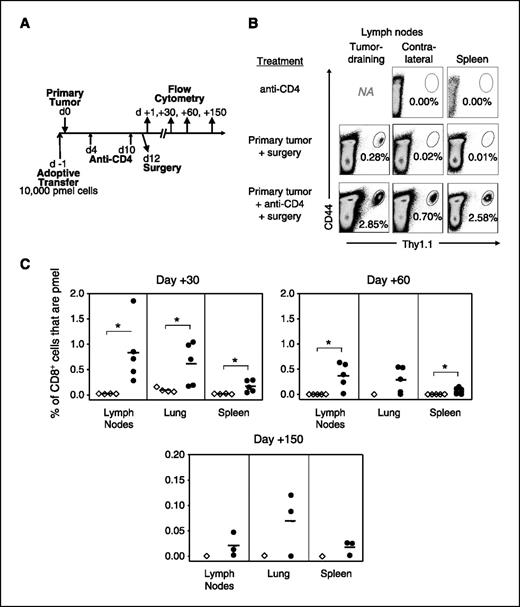 Figure 3. Memory T cells are generated and maintained in lymphoid and peripheral tissues of mice with postsurgical immunity. A, schematic diagram of experiments: mice received adoptive transfer of 104 CD8+Thy1.1+ pmel cells on day −1, primary B16 tumors on day 0, anti-CD4 treatment on days 4 and 10, and surgery on day 12. Flow cytometry was done at various times following surgery. B, mice that had received adoptive transfer were treated as described in the figure and tissues were analyzed 1 d following surgery. C, mice that had received adoptive transfer were treated as described in the figure and tissues were analyzed 30, 60, or 150 d following surgery. X axis, percentages of pmel cells (CD8+Thy1.1+) among total CD8 T cells in a live lymphocyte gate. Point, one mouse; horizontal bars, averages. *, P < 0.05, statistically significant differences. Each experiment was conducted twice with similar results.