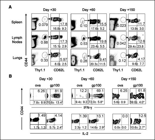 Figure 4. Tumor-primed CD8 T cells develop into functional central and effector memory subsets. Mice received adoptive transfer, B16 tumors, anti-CD4, and surgery as shown in Fig. 3A, and analysis was done 30, 60, or 150 d following surgery. A, at each time point, dot plots (left) were gated on live CD8+ cells and corresponding contour plots (right) were gated on CD44hiThy1.1+ pmel cells (as shown in figure) with the percentage of CD62Lhi cells indicated in the upper-right quadrant. Values below the lines, average percentage of CD62Lhi pmel cells ± SD of two to seven mice per group. One representative mouse is depicted at each time point. B, analysis of cytokine production: splenocytes of individual mice were isolated at various time points following surgery and restimulated for 5 h with either irrelevant peptide (ova257-264) or mouse gp10025-33 peptide as indicated. Five hours later, cells were stained intracellularly with antibodies to IFN-γ (top row) or IL-2 (bottom row), and flow cytometry was done to detect cytokine-producing T cells. All plots are gated on live CD8+Thy1.1+ pmel cells with the percentage of cytokine-secreting cells indicated in the upper-right quadrant. Values below the lines, average number of cytokine-secreting cells ± SD of two to five mice per group, with asterisks (*) denoting statistically significant differences (P < 0.05) between ova- and gp100-stimulated wells. One representative mouse is depicted at each time point. These experiments were conducted twice with similar results.