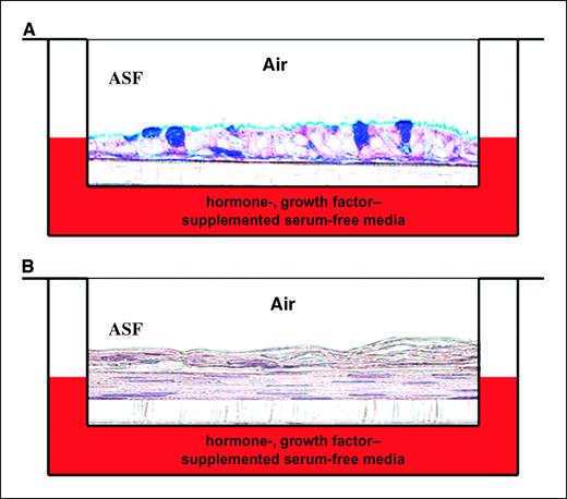 Figure 1. Histologic presentation of mucociliary and squamous metaplastic NHTBE cell cultures maintained by a three-dimensional organotypic air-liquid interface culture method. A, histomorphologic appearance of NHTBE cell cultures grown with (A) or without (B) RA for 4 wks. After 4 wks in culture, ASF and whole-cell lysates of the mucous and squamous differentiated NHTBE cells were prepared and analyzed as described in Materials and Methods.