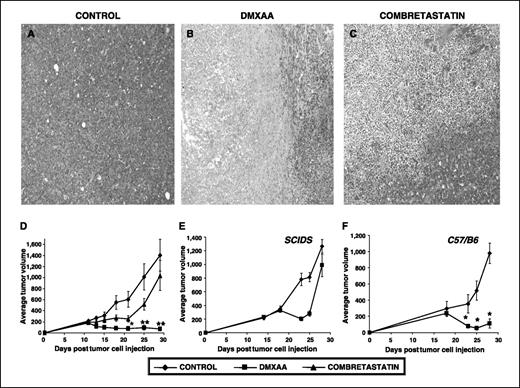 Figure 1. Effect of DMXAA and CA4P on EG7 tumors. Histologic effects: mice with established EG7 tumors were treated i.p. with either saline (Control, A), 18 mg/kg of DMXAA (B) or 200 mg/kg of CA4P (C). Twenty-four hours later, tumors were harvested, and sections were stained using H&E. Both DMXAA (B) and combretastatin (C) induced hemorrhagic necrosis and microscopic tumor cell death in the center of the tumors. Effects on tumor growth: D, C57/B6 mice were injected s.c. in the flank with 1 × 106 EG7 tumor cells. Once the tumors were 200 mm3, they were treated with DMXAA (18 mg/kg) i.p. (▪), CA4P (200 mg/kg; ▴) or saline (control; ♦). Tumor volumes were measured twice per week. *, P < 0.05 compared with control; **, P < 0.05 compared with control and CA4P. E and F, Scid mice (E) or C57/B6 mice (F) were injected s.c. with 1 × 106 tumor cells and were later injected i.p. with DMXAA (25 mg/kg) when tumors reached 300 mm3. Tumor growth was followed and measured twice a week. In the SCID animals (E), there was an initial reduction in tumor size, but a rapid regrowth as opposed to the much stronger and prolonged antitumor effect in the C57/B6 mice (F). *, P < 0.05 compared with control.
