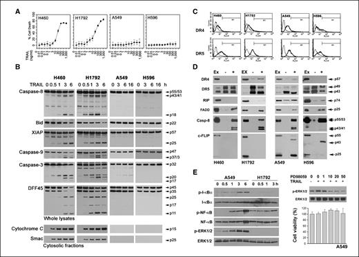 Figure 1. TRAIL-induced apoptosis and activation of NF-κB and ERK1/2. A, each of the cell lines was treated with serial dilutions of TRAIL for 16 h and the percentage of cell death was assessed by cell viability assay. Points, means; bars, SE (n = 8). B, TRAIL-induced cleavage of caspases and DFF45 were examined by Western blots in the NSCLC cells treated with 300 ng/mL of TRAIL for the times indicated. TRAIL-trigged mitochondrial release of cytochrome c and Smac was examined by Western blot analysis of subcellular cytosolic fractions (bottom two rows). C, cell surface expression of DR4 and DR5 in the NSCLC cell lines was examined by flow cytometry. D, TRAIL-DISC was immunoprecipitated by treating the cells with mixed Flag-TRAIL and anti-Flag IgG antibody for 15 min in stimulated cells (+) or after cells were lysed in unstimulated controls (−). The DISC samples, together with cell extracts (EX) as a control for the endogenous proteins, were subjected to Western blots. E, phosphorylated and unphosphorylated forms of Iκ-Bα, NF-κB, and ERK1/2 (left) were examined by Western blots in A549 and H1792 cells treated with 300 ng/mL of TRAIL for the times indicated. A549 cells were treated with PH98059, alone or in combination with TRAIL (right), and examined by Western blots for the phosphorylated and unphosphorylated ERK1/2 and cell viability (bottom).