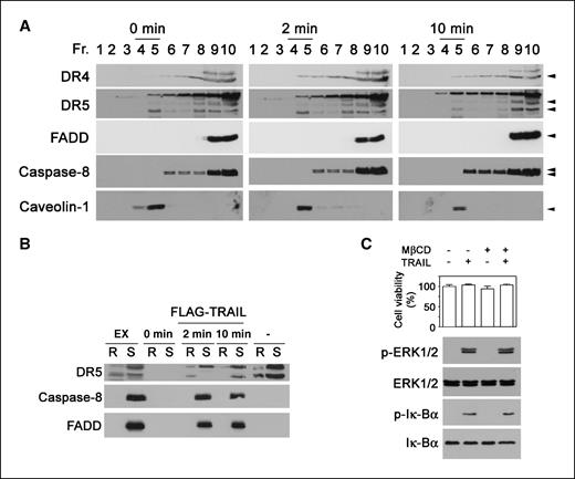 Figure 3. Nonrafts mediate TRAIL-induced NF-κB and ERK1/2 signals. A, A549 cell lines were stimulated with 300 ng/mL of TRAIL for the times indicated; lipid raft and nonraft fractions were separated and examined on Western blots. B, A549 cell lines were untreated (0 min) or treated for 2 or 10 min with Flag-TRAIL, subjected to discontinuous sucrose density gradients, immunoprecipitated by incubating Triton X-100–resistant (R) lipid raft (pool of fractions 4–5) and Triton X-100–soluble (S) fractions (pool of fractions 7–10) with anti-Flag mouse IgG antibody, and subjected to Western blot. The unstimulated controls (−) and cell lysate control (EX) were prepared based on the protocol described in Fig. 2. C, A549 cell lines were treated with MβCD for 30 min and then with 300 ng/mL of TRAIL for 16 h for cell death analysis and for 3 h for Western blot analysis of ERK1/2 and IκBα and their phosphorylated forms (p-).