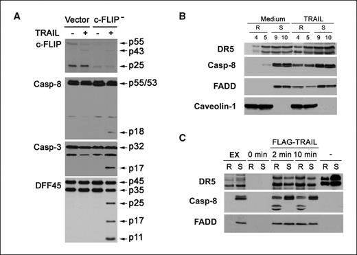 Figure 4. Knockdown of c-FLIP leads to DISC redistribution from nonrafts to lipid rafts for TRAIL-induced apoptosis. A, expression of c-FLIP and cleavage of caspases were determined by Western blots in the c-FLIP knockdown (c-FLIP−) and empty vector expression clone (Vector) after being treated or not with 300 ng/mL of TRAIL for 3 h. B, the c-FLIP knockdown A549 clone was treated with 300 ng/mL of TRAIL for 10 min. Triton X-100–resistant (R) lipid raft and –soluble (S) nonraft fractions were separated and subjected to Western blotting. C, the c-FLIP knockdown A549 clone was untreated (0 min) or treated with Flag-TRAIL for 2 or 10 min. TRAIL-DISC was immunoprecipitated from Triton X-100–resistant (R) lipid raft and –soluble (S) nonraft fractions for Western blot analysis. Triton X-100–resistant (R) and the –soluble (S) fractions from unstimulated cells (−) and cell lysates (EX) were included in the analysis as controls.