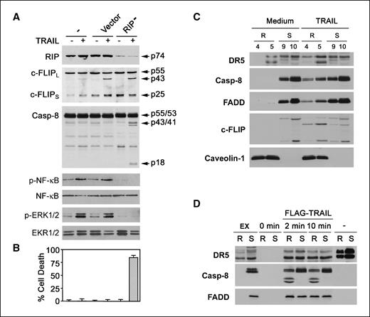 Figure 5. RIP is required for c-FLIP inhibition of caspase-8 in the DISC and the DISC assembly in nonrafts. A, the expression of RIP and c-FLIP, the cleavage of caspase-8, and the phosphorylation of NF-κB and ERK1/2 were examined by Western blot in wild-type A549 (−), the empty vector expressing clone (Vector) and the RIP knockdown clone (RIP−) after treatment with 300 ng/mL of TRAIL for 3 h. B, the cell death was examined in wild-type A549 (−), the empty vector expressing clone (Vector) and the RIP knockdown clone (RIP−) after treatment with 300 ng/mL of TRAIL for 16 h (columns, mean; bars, SE; n = 8). C, the RIP knockdown A549 clone was treated with 300 ng/mL of TRAIL for 10 min. Triton X-100–resistant (R) lipid raft and –soluble (S) nonraft fractions were separated and subjected to Western blotting. D, the RIP knockdown A549 clone was untreated (0 min) or treated with Flag-TRAIL for 2 or 10 min. TRAIL-DISC was immunoprecipitated from Triton X-100–resistant (R) lipid raft and –soluble (S) nonraft fractions for Western blot analysis. Triton X-100–resistant (R) and the –soluble (S) fractions from unstimulated cells (−) and cell lysates (EX) were included as controls.