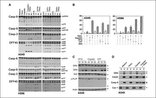Figure 6. Chemotherapy treatment redistributes TRAIL-DISC from nonraft to lipid raft fractions. A, cleavage of caspases and DFF45 was examined in TRAIL-resistant A549 and H596 cell lines after being treated with cisplatin (10 μg/mL), etoposide (VP16, 10 μg/mL), camptothecin (CPT, 300 ng/mL), or doxorubicin (DOX, 300 ng/mL) in the presence or absence of 300 ng/mL of TRAIL. B, cell death was determined by cell viability assay (columns, mean; bars, SE; n = 8) in A549 and H596 cell lines after being treated with TRAIL, cisplatin, and doxorubicin, alone or in combination. C, the expression of DR4, DR5, RIP, and c-FLIP was examined in A549 cells after being treated with cisplatin (10 μg/mL), etoposide (VP16, 10 μg/mL), and camptothecin (CPT, 300 ng/mL) for the times indicated. D, Western blot analysis was carried out on Triton X-100–resistant (R) lipid raft and –soluble (S) nonraft fractions isolated from A549 cells after treatment with 300 ng/mL of TRAIL and 10 g/mL of cisplatin, alone or in combination for 5 min.
