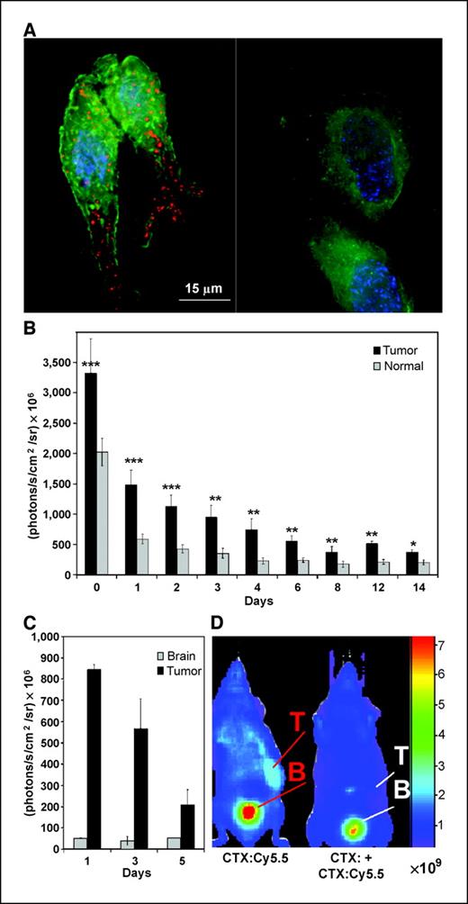 Figure 1. Biophotonic imaging of glioma. A, CTX:Cy5.5 bioconjugate emits signal from every 9L glioma cell in culture (left), but minimal signal from fibroblasts, indicating tumor cell-specific binding (right). B, following administration of CTX:Cy5.5, NIRF signal is significantly higher in 9L glioma xenografts than in normal tissue at all time points through day 14. ***, P < 0.0005; **, P < 0.005; and *, P < 0.05. Columns, mean; bars, SE. C, ex vivo imaging of 9L glioma xenograft tumors showed higher signal than normal brain (P < 0.001) at all time points by t test, n = 3. Columns, mean; bars, SE. D, CTX:Cy5.5 binding in tumor (T) is blocked by coadministration of unlabeled chlorotoxin (right) compared with mouse that received CTX:Cy5.5 with no unlabeled chlorotoxin (left). These photographs are from the ventral surface of the mouse, so CTX:Cy5.5 that is eliminated by renal excretion is seen in the bladder (B).