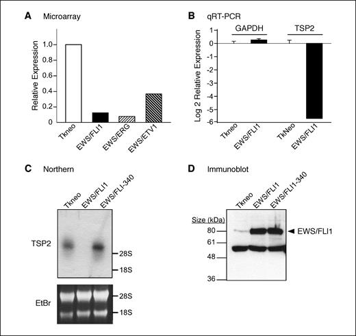 Figure 1. A, microarray expression analysis of the murine TSP2 gene in NIH3T3 cells expressing EWS/ETS proteins or Tkneo empty vector control. B, qRT-PCR analysis of TSP2 and GAPDH mRNA levels in NIH3T3 cells expressing EWS/FLI1 or empty vector control. C, Northern blot analysis of TSP2 mRNA in NIH3T3 cells expressing EWS/FLI1, EWS/FLI1R340N, or empty vector control. Equal loading is shown by staining the agarose gel with ethidium bromide. D, immunoblot analysis showing ectopic protein expression levels in NIH3T3 cells. The levels of expression of EWS/FLI1 and EWS/FLI1R340N are representative of expression levels in cells used in Northern blot analysis and TSP2 promoter assays.