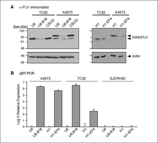 Figure 4. A, anti-FLI1 antibody immunoblot analysis of human EFT cell lines showing the levels of EWS/FLI1 knockdown 48 h after lentiviral transduction of FLI1 shRNA constructs. TC32 EFT cells express type I EWS/FLI1 fusion protein (∼78 kDa) and A4573 EFT cells express type III EWS/FLI1 fusion protein (∼85 kDa). Anti-actin antibody was used on the same blot for loading control. B, qRT-PCR analysis of TSP1 mRNA expression levels in the human EFT cell lines and in non-EFT rhabdomyosarcoma cell line 48 h after EWS/FLI1 knockdown with FLI1 shRNA compared with empty vector shRNA controls.