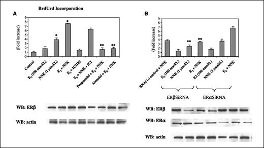 Figure 1. Estrogen enhances NNK-induced proliferation of HPL1D cells. Untransfected (A) and transfected (B) cells were exposed to NNK for 1 h with or without pre-exposure to E2 (10 min). Control groups consist of untransfected and untreated cells and cells transfected with RNAi negative control high-GC duplexes. After correction for the internal standard, BrdUrd incorporation was determined. Columns, mean of three different experiments, each with duplicate samples; bars, SD. *, P < 0.05, compared with control. **, P < 0.05, compared with E2 + NNK–stimulated cells. Expression levels of ERα, ERβ, and actin were monitored by Western blot.