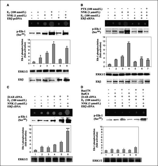 Figure 4. ERβ stimulates NNK-induced ERK1/2 enzymatic activity. Kinase reactions and Western blot were done in anti–phospho-ERK1/2 immunoprecipitates using phospho-Elk1 as a substrate. A, ERβ-transfected and untransfected HPL1D were treated with 1 μmol/L NNK for 1 h or pre-exposed to 100 nmol/L E2 for 10 min before NNK stimulation. B, cells were pretreated with 100 nmol/L pertussis toxin (PTX) for 10 min before exposure to E2 and NNK or with expressed ERβ siRNA before treatment with E2 and/or NNK. C, cells cotransfected with 2-μg ERβ and 2-μg β1AR and treated as indicated. D, cells were cotransfected with 2 μg ERβ, 2-μg β1AR, and 2- μg Ras17N or RafC4 and treated as indicated. Spot images from reverse proteomic analysis and autoradiograms are shown. Columns, mean of three independent experiments; bars, SD. *, P < 0.05, compared with untransfected and untreated cells (control). **, P < 0.05, compared with E2 + NNK–stimulated cells. ***, P < 0.05, compared with untreated cells cotransfected with ERβ and β1AR expression plasmids. Expression levels of ERβ and ERK1/2 were monitored by Western blot.