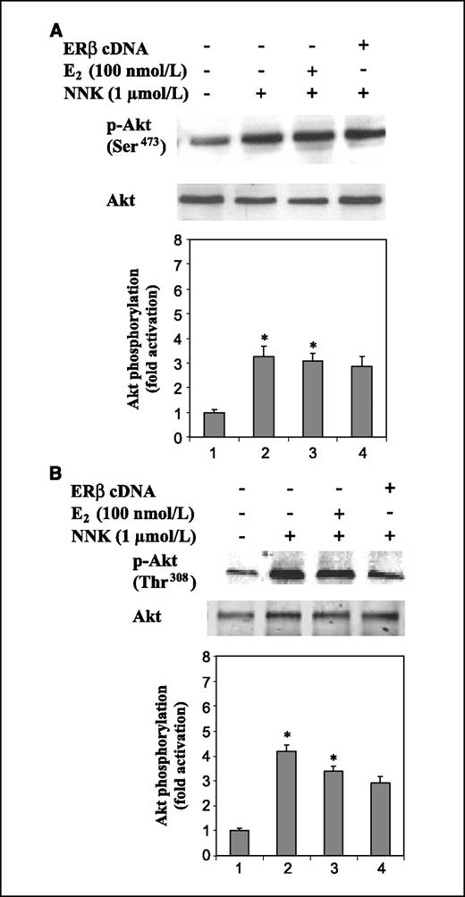 Figure 5. ERβ does not enhance NNK-induced activation of Akt. ERβ-transfected and untransfected HPL1D were treated with 1 μmol/L NNK for 1 h or pre-exposed to 100 nmol/L E2 for 10 min before NNK stimulation. Proteins were immunoprecipitated with Akt antibody and immunoblotted with either p-Akt Ser473 (A) or p-Akt Thr308 (B). Blots were analyzed by autoradiography. Columns, mean of three independent experiments; bars, SD. *, P < 0.05, compared with untransfected and untreated cells (control).