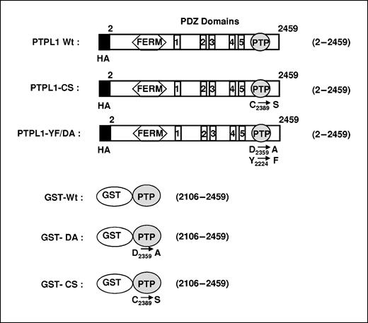 Figure 1. PTPL1 expression constructs. A schematic representation of the PTPL1 expression constructs. Protein segments produced by transient expression are within parentheses. Numbers correspond to the first and last amino acid positions according to the PTPL1 sequence. PTPL1 Wt corresponds to the HA-tagged whole enzyme. PTPL1-CS and PTPL1-YF/DA correspond to PTPL1 Wt carrying mutation that abolishes catalytic activity or creates an enzyme unable to dissociate from its substrates, respectively. The catalytic domain of these three proteins were fused to GST to create GST-Wt, GST-CS, and GST-DA, which were used in GST “pool-down” experiments.