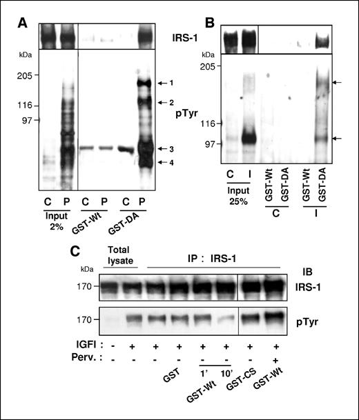 Figure 2. Identification of IRS-1 as a major substrate of PTPL1 in vitro. HeLa cells overexpressing IRS-1 and IGFI-R were serum starved and stimulated with 10 mmol/L pervanadate (P) for 30 min at 37°C (A) or 10 nmol/L IGFI (I) for 10 min at 37°C (B). Cells were lysed in trapping buffer, and proteins were resolved by SDS-PAGE (7.5% gel; input) or incubated with the indicated GST fusion proteins immobilized on beads. Bound materials were immunoblotted with anti-pTyr antibodies (bottom) and then reprobed with the anti-IRS-1 antibody (top). Molecular weight markers are in kilodaltons (left). Numerated arrows (A) or arrows (B) point to the major affinity precipitated proteins. C, immunoprecipitates (IP) of IRS-1 were prepared from IGFI-stimulated HEK293 cells, cotransfected with a combination of IRS-1 and IGFI-R, and incubated for 1 or 10 min with the indicated soluble GST fusion proteins in the presence or absence of 1 mmol/L pervanadate (Perv.). The immunoprecipitates were immunoblotted (IB) with the anti-pTyr antibodies (bottom). Equivalent amounts of IRS-1 were confirmed by reprobing the blots with the anti-IRS-1 antibody (top). Lanes 1 and 2, direct immunoblotting of control and IGFI-stimulated cell lysates.