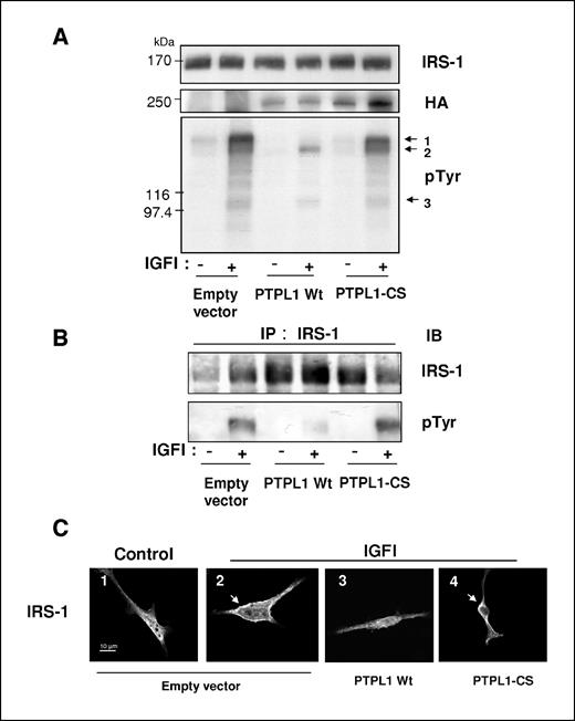 Figure 3. PTPL1 dephosphorylates IRS-1 in cellulo. A, HEK293 cells transiently cotransfected with IGFI-R, IRS-1, and HA-tagged PTPL1 Wt or PTPL1-CS expression vectors were unstimulated (−) or stimulated (+) with IGFI for 10 min. Total lysates were analyzed by direct immunoblotting with anti-pTyr antibodies (bottom). Arrows 1, 2, and 3, the molecular weight corresponding to transfected IRS-1 (170 kDa), endogenous IRS-4 (160 kDa), and transfected IGFI-R (95 kDa), respectively. Equivalent amounts of IRS-1 and PTPL1 were confirmed by reprobing the blots with anti-IRS-1 (top) and anti-HA antibodies (middle). B, cell lysates analyzed above by immunoblot were used for immunoprecipitation experiments with anti-IRS-1 polyclonal antibodies. The immune complexes were then immunoblotted with anti-pTyr antibodies (bottom). Equivalent amounts of IRS-1 were confirmed by reprobing the blots with anti-IRS-1 antibody (top). C, transiently transfected HeLa cells, unstimulated (1) or stimulated with IGFI (2, 3, and 4), were treated for indirect TRITC localization of IRS-1. Images represent horizontal confocal sections. In cells cotransfected with an empty vector, IGFI stimulation induces a marked IRS-1 delocalization from cytoplasm to plasma membrane (white arrow, 2). In cells overexpressing PTPL1 Wt, IRS-1 remains partially localized in the cytoplasm (3), whereas expression of IRS-1 was localized at the plasma membrane in cells overexpressing the catalytically inactive PTPL1-CS (white arrow, 4).