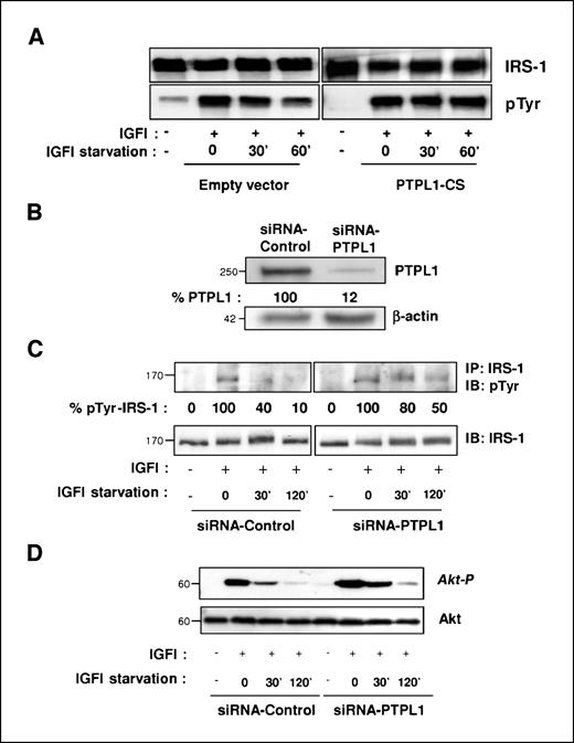 Figure 5. Endogenous PTPL1 is responsible for IRS-1 dephosphorylation. A, HEK293 cells were cotransfected with IRS-1 and IGFI-R alone (empty vector) or in association with PTPL1-CS. The cells were serum starved for 3 h and then stimulated (+) or not (−) for 10 min with IGFI. The stimulated cells were IGFI deprived for 30 and 60 min. They were lysed, and equal amount of proteins were resolved by two separate SDS-PAGE. One membrane was probed with anti-pTyr antibodies (bottom) and the other with the anti-IRS-1 antibody (top). B, 5 d after siRNA transfection, MCF7 cells were lysed and the expression of PTPL1 was monitored by Western blot using anti-PTPL1 antibodies (top). Loading control was obtained by reprobing the membrane with anti-actin (bottom). The blots were scanned and values for PTPL1 were normalized to β-actin. C, 5 d after siRNA transfection, MCF7 cells, serum starved for 18 h, were stimulated (+) or not (−) for 10 min with IGFI and then IGFI deprived for 30 and 120 min. Constant level of IRS-1 after IGFI starvation was confirmed by Western blot using anti-IRS-1 antibodies (bottom). The same cell lysates were used for immunoprecipitation experiments with anti-IRS-1 polyclonal antibodies. The immune complexes were then immunoblotted with anti-pTyr antibodies (top). The blots were scanned and values for IRS-1 tyrosine phosphorylation were normalized to total IRS-1. D, equal amount of cell lysates (prepared as in C) were resolved by two separate SDS-PAGE (12% gel). One membrane was probed with anti–phospho-Akt (Ser473; Akt-P) antibody (top) and the other with anti-Akt antibody (bottom).