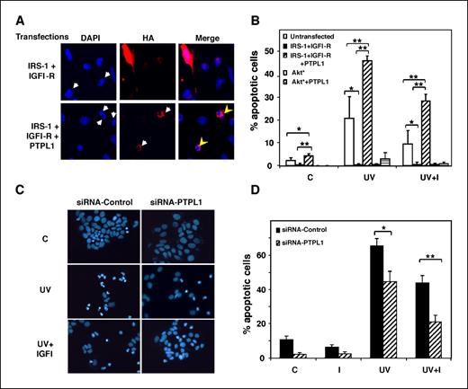 Figure 6. PTPL1 induces apoptosis. HeLa cells (A and B) overexpressing IRS-1 and IGFI-R or Akt 308D/473D (Akt*) were stimulated by IGFI (I) or unstimulated (C) after 24-h serum deprivation in the presence or absence of overexpressed PTPL1 Wt. Cells were submitted to UV light (300 J/m2) and then cultivated for 24 h in the absence of serum. To allow identification of transfected cells by indirect immunofluorescence with anti-HA antibody, PTPL1 Wt was HA tagged and when HA-tagged PTPL1 was not overexpressed, HA-tagged IRS-1 was used. For cotransfection, dual indirect immunostaining with anti-HA mAb and anti-IRS-1 polyclonal antibodies showed that >90% of cells expressing PTPL1 also expressed IRS-1 (data not shown). The count of apoptotic nuclei among the cells unstained by anti-HA antibody corresponded to apoptosis in untransfected cells. Nuclei were stained with DAPI. A, IGFI-stimulated cells submitted to UV light. Arrows, condensed chromatin and apoptotic bodies (left), transfected cells (middle), and apoptotic transfected cells (right). B, the proportion of apoptotic cells among the transfected (150–300 cells, depending on transfection efficiency) and untransfected cells (900 cells) was counted by fluorescent microscopy. Columns, mean (IRS-1/IGFI-R transfected, n = 3; Akt 308D/473D transfected, n = 2); bars, SD. *, P < 0.05; **, P < 0.005, Student's t test. MCF7 (C and D) cells transfected with control or PTPL1-specific siRNA were stimulated by IGFI or unstimulated after 24-h serum deprivation. Cells were submitted to UV light (150 J/m2) and then cultivated for 24 h in the absence of serum. Nuclei were stained with DAPI. C, representative pictures after indicated treatments. D, the proportion of apoptotic cells (among 500 cells) was counted by fluorescent microscopy. Columns, mean (n = 3); bars, SE. *, P < 0.05; **, P < 0.005, paired Student's t tests.