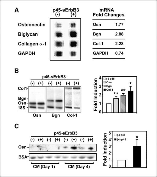 Figure 2. p45-sErbB3 stimulates expression of osteonectin and other osteoblast genes in mouse calvaria. A, analysis of an osteogenic gene array showed the increased expression of osteonectin (Osn), biglycan (Bgn), and type I collagen (Col-1) in response to p45-sErbB3 exposure. Glyceraldehyde-3-phosphate dehydrogenase (GAPDH) was used as a control gene. B, left, Northern blots of osteonectin, biglycan, and type I collagen mRNAs from calvaria treated or not treated with p45-sErbB3. 18s rRNA was used as internal control for calibrating the RNA loading. The experiment was repeated thrice, with similar data obtained each time. Right, fold changes in osteonectin, biglycan, and type I collagen production induced by p45-sErbB3. *, P < 0.05; **, P < 0.01. C, left, Western blotting of osteonectin in conditioned medium from p45-sErbB3–treated calvaria. BSA was stained to show that equal aliquots of medium were loaded. Result was representative of three similar experiments. Right, mean differences in protein density from three experiments. *, P < 0.05.