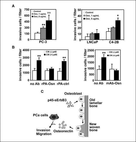 Figure 3. Osteonectin mediates the effect of p45-sErbB3 on the invasiveness of prostate cancer cells. A, in Boyden Transwell assays with the indicated osteonectin concentrations, cells that had migrated to the outside of the upper chamber after a 20-h incubation were counted. Osteonectin increased the invasiveness of PC-3 and C4-2B cells in a concentration-dependent manner. *, P < 0.05; **, P < 0.01. B, conditioned medium from calvaria treated or not treated with p45-sErbB3 was incubated with 1 μg/mL anti-osteonectin rabbit polyclonal antibody (rPA), mouse monoclonal antibody (mAb), or control antibody (ctrl) at room temperature for 2 h and was subsequently added to the bottom wells of Boyden chambers for PC-3 cell invasion assay. Experiments were repeated thrice, with similar data obtained each time. Columns, mean of the triplicates. **, P < 0.01. C, a diagram of putative p45-sErbB3–induced bidirectional interactions between prostate cancer cells and osteoblasts. The p45-sErbB3 has an osteoblastic effect on bone and stimulates the expression of osteonectin, which enhances prostate cancer cell invasiveness.