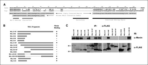 Figure 1. Menin interacts with evolutionarily conserved sequences in the NH2 terminus of MLL. A, sequence alignment of the first 167 amino acids of human MLL with Fugu MLL. Dashes were introduced to achieve better alignment. “+”, similarity. B, schematic of the MLL NH2-terminal deletions and whether they coimmunoprecipitate with menin. C, 293 cells were transfected with individual FLAG-MLL deletion fragments, immunoprecipitated with M2 anti-FLAG antibody, and probed with antimenin antibody. The extract was also probed by anti-FLAG antibody to show the expression and expected size of the FLAG-MLL fusion proteins (bottom).