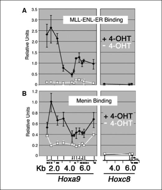 Figure 2. MLL fusion protein activation results in increased localization of menin at the Hoxa9 locus in MLL-ENL-ER–transformed cells. A, ChIP was done using an antibody directed against the estrogen receptor in MLL-ENL-ER and a series of PCR primers representing the Hoxa9 and Hoxc8 loci as described in Materials and Methods. The plot in (A), which is included for comparison with (B), is based on previously published data (16). Bottom, a schematic of the two Hox loci. In the presence of 4-OHT, the MLL fusion protein binds across a broad region of the Hoxa9 locus (black line). In the absence of 4-OHT (white line), MLL-ENL-ER binding is abolished and Hoxa9 expression is reduced (3). The Hoxc8 locus is not expressed in these cells and represents background levels of binding. B, ChIP using antibodies directed against menin shows that menin binding is highly correlated with binding of the MLL fusion protein. Menin binds across a broad region of the Hoxa9 locus, but not the Hoxc8 locus, in the presence of 4-OHT (black line). In the absence of 4-OHT, menin binding drops dramatically, although some residual binding remains (white line).