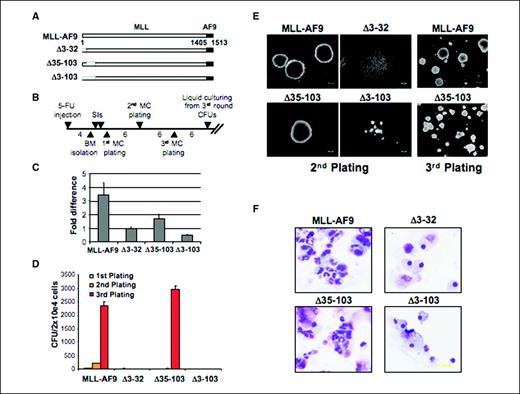 Figure 3. MLL sequences that interact with menin are required for transformation of hematopoietic progenitors. A, schematic of MLL deletion mutants made in the context of MLL-AF9. Left, the amino acid numbers (deletion mutants are not drawn to scale). B, schematic of the experimental procedure (see Materials and Methods). C, relative expression levels of transduced MLL-AF9 and MLL-AF9 deletion alleles analyzed by real-time quantitative RT-PCR normalized to Gapdh at 7 d of culturing in the presence of G418. D, the results of myeloid progenitor immortalization assays are summarized as the average of CFU per 2 × 104 cells plated in triplicate for each round of plating in methylcellulose. Columns, means of three independent experiments; bars, SD. E, morphology of the colonies formed after the second (left) and third (right) rounds of plating in methylcellulose of BM-transduced cells. F, Wright-Giemsa–stained cytospins of liquid cultures obtained from colonies of third-round plating in methylcellulose.