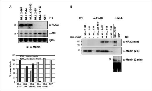 Figure 4. Competition of MLL deletion fragments for menin binding with endogenous MLL. A, equal amounts of transfected cell extracts from GFP-positive–sorted cells were immunoprecipitated with M2 (anti-FLAG) or MLL612 (anti-MLL) antibodies, and then probed with antimenin antibody. The representative Western blot was quantitatively determined by the ImageJ program (bottom), and the results presented as a percentage of endogenous MLL-bound menin relative to MSCV-GFP (gray columns) and as a percentage of MLL deletion mutant–bound menin relative to MSCV-MLL2–167 (black columns). B, MLL deletion mutants binding with cotransfected hemagglutinin-tagged MLL-FKBP into 293 cells. After transfections, cell extracts were immunoprecipitated with anti-FLAG and anti-MLL antibodies and Western blot analyzed with antihemagglutinin and antimenin. MLL deletion mutants and MLL-FKBP coimmunoprecipitate through their association with menin. Immunoprecipitations for each MLL fragment were done at least twice (some immunoprecipitations were shown twice for figure consistency).