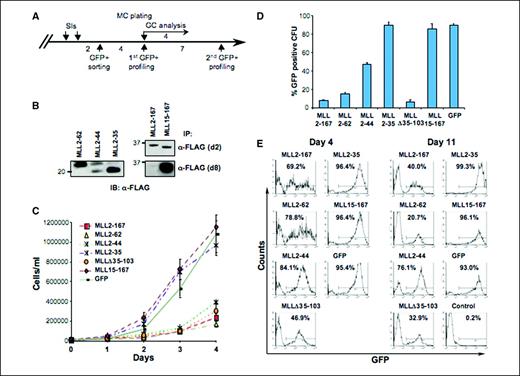 Figure 5. Transduction of MLL fragments with high menin-binding avidity inhibits cell growth. A, schematic of the experimental procedure (see Materials and Methods). B, immunoprecipitation analysis of MLL deletion mutants at 2 and 8 d after GFP sorting. Equal amounts of cell extracts from GFP-positive–sorted BM cells were immunoprecipitated with M2 anti-FLAG monoclonal antibody, and then immunoblotted with anti-FLAG polyclonal antibody. At 8 d postsorting, the expression levels of MLL2–167 were significantly reduced compared with other MLL dominant negative mutants. C, GC analysis on GFP-sorted cells shows that all MLL dominant negative cells profoundly inhibited cell growth, whereas all the other transduced cells proliferated rapidly. Points, means; bars, SD. D, results of methylcellulose colony-forming assay summarized as a percentage of GFP-positive CFUs obtained from 2 × 104 transduced cells 4 d after plating. MLL-AF9–transformed cells transduced with MLL2–167, MLL2–62, or MLL Δ35–103 fragments with high menin-binding avidity show a highly reduced percentage of GFP-positive colonies, whereas for MLL2–44 dominant negative cells, the reduction was ∼50% compared with MLL fragments with weak or no interaction with menin A representative of three independent experiments. Bars, SD. E, flow cytometric analysis of GFP signal of MLL-AF9–transformed cells after MLL fragment transduction and GFP sorting. The percentage of GFP-positive cells at 4 and 11 d after cell sorting. Expression of GFP in MLL2–167, MLL2–62, or MLL Δ35–103 is rapidly down-regulated or outcompeted by GFP-negative cells. In contrast, equally high and stable percentages of GFP-positive cells are seen within all the remaining transductions.