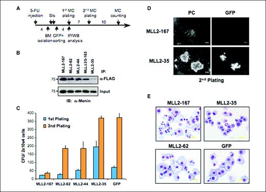Figure 7. MLL dominant negative mutants inhibit the colony-forming ability of wild-type myeloid progenitors. A, experimental procedure (see Materials and Methods). B, interaction of transduced MLL dominant negative mutants with endogenous menin in GFP-sorted BM cells. Equal amounts of cell extracts from GFP-positive–sorted BM cells were immunoprecipitated with M2 anti-FLAG monoclonal antibody and then immunoblotted with antimenin polyclonal antibodies. A 5% aliquot of each cell lysate was analyzed by Western blot as control for endogenous levels of menin (Input). C, results of methylcellulose colony-forming assay summarized as a percentage of GFP-positive CFU obtained from 2 × 104 transduced cells at 7 to 10 d from plating. Wild-type myeloid progenitor cells transduced with MLL dominant negative fragments with high menin-binding avidity show a reduced percentage of GFP-positive colonies compared with cells transduced with MLL fragments with weak or no interaction with menin (MLL2–35) or GFP alone. Bars, SD. D, morphology and density of GFP-positive colonies at 14 d from second methylcellulose plating. E, Wright-Giemsa–stained cytospins of cells obtained from colonies at the second round of plating in methylcellulose.