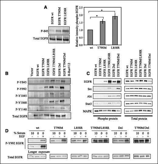 Figure 3. Increased EGFR kinase activity by T790M mutation in cis with classic activating mutations. A, immunoblot of NIH3T3 cells expressing EGFR wild-type, EGFR T790M, and EGFR L858R show increased autophosphorylation of mutant EGFR, as measured by phosphorylated Y845 EGFR (left). Total EGFR was used as a control. The intensity of the phosphorylated Y845 EGFR band in T790M extracts or L858R extracts relative to wild-type extracts was measured in five independent experiments, using total EGFR as an internal control (right). A t test was done to determine the statistical significance (P = 0.015 for T790M versus wild-type and P = 0.009 for L858R versus wild-type). Bars, SE. B, lysates derived from cells expressing EGFR wild-type or mutants (H-RasV12 and vector as controls) were subjected to immunoblot analysis with a panel of phosphorylated EGFR antibodies (Y845, Y992, Y1045, Y1068, Y1148) and total EGFR. C, cells expressing EGFR wild-type or mutants were starved of serum for 24 h. Lysates derived from these cells were subjected to immunoblot analysis against phosphorylated EGFR, Src, Akt, STAT3, and MAPK, and the appropriate total proteins as indicated. D, cells expressing EGFR wild-type or EGFR mutants were grown in 10% serum. Where indicated, cells were serum starved for 24 h, then stimulated with 100 ng/mL EGF for 5 min. Total cell lysate was analyzed by immunoblot against phosphorylated Y992 EGFR and total EGFR. Ligand-independent activity of EGFR double mutants is evident.