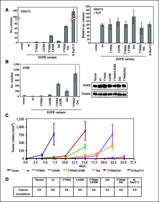 Figure 4. Synergistic transforming activity of T790M in cis with L858R and Del EGFR mutations. A, soft-agar colony formation of NIH3T3 cells stably expressing the indicated EGFR construct or H-RasV12. Colonies were counted after 5 wk. This experiment was done in duplicate and is representative of three independent experiments (left). Right, similar soft-agar assay in the presence of 100 ng/mL EGF added to the top agar. Colonies were counted after 2 wk. B, soft agar colony formation of immortalized hTBE cells infected with the indicated EGFR constructs (left). Colonies were counted after 1 mo. Immunoblot of hTBE cells stably expressing EGFR constructs show similar expression levels of EGFR (right). Tubulin is used as a loading control. C, tumor formation in nude mice injected s.c. with NIH3T3 cells stably expressing the indicated EGFR construct or H-RasV12. Tumor volume was measured every 2 to 3 d. D, number of tumors formed and the total number of inoculations for each construct. Tumor formation was assessed 25 d after inoculation.