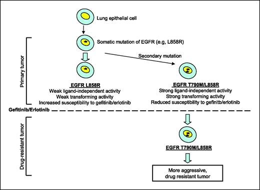 Figure 5. Model for T790M selection in EGFR mutant-expressing lung cancer. A somatic activating mutation at EGFR (e.g., L858R) is sufficient to initiate the formation of NSCLC (40, 41). A small proportion of cells acquire ligand-independent oncogenic potential by the secondary mutation T790M in cis with the primary mutation. Treatment with the TKIs gefitinib or erlotinib results in killing of cells expressing EGFR L858R, but has no effect on those expressing EGFR T790M/L858R. Drug treatment thus enriches for preexisting NSCLC cell populations expressing the highly transforming EGFR double mutant, resulting in a more aggressive tumor.