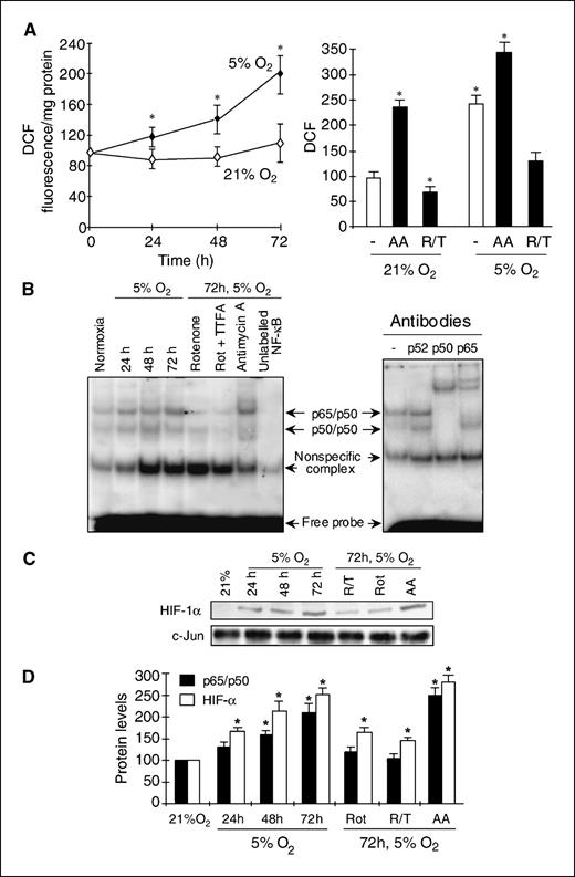 Figure 1. Hypoxia-induced mROS activate transcription factor HIF-1α and NF-κB. A, HepG2 cells were cultured under 5% O2 or 21% O2 for various periods to determine DCF fluorescence. In some cases, cells were incubated in the presence of 2.5 μmol/L rotenone plus 2 μmol/L TTFA (R/T) or 10 μmol/L antimycin A (AA) for the last 6 h of the 72-h period in normoxic or hypoxic conditions (5% O2). ROS generation was measured after DCF fluorescence. B, nuclear extracts were isolated and processed for the activation of NF-κB by electrophoretic mobility shift assay shown in the representative image, with or without incubation with R/T or antimycin A. Four separate experiments were done with similar results. In some cases, anti-p52, anti-p50, or anti-p65 antibody was included before the electrophoretic mobility shift assay. C, nuclear extracts were immunoblotted with anti–HIF-1α antibody to determine the levels of this transcription factor during hypoxia with or without incubation with R/T or antimycin A. D, the levels of the heterodimer p65/p50 or HIF-1α shown in (B) and (C) were quantitated by densitometry (n = 4–5). *, P < 0.05 versus normoxia.