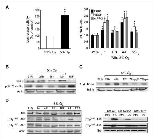 Figure 2. HIF-1α and NF-κB activation and expression of target genes during hypoxia. A, HepG2 cells were transfected with the HRE luciferase reporter construct and subjected to hypoxia for 72 h (n = 3). *, P < 0.05 versus normoxia. The mRNA levels of PFK1, VEGD, and cIAP-2 from HepG2 cells subjected to hypoxia were determined by real-time PCR with or without incubation with R/T, antimycin A, or PP2 (n = 4–5). *, P < 0.05 versus normoxia. B, the levels of IκB-α and phospho-Ser32 IκB-α were determined in cell extracts from HepG2 cells subjected to hypoxia and compared with those obtained after incubation with TNF (100 units/mL). A representative blot out of four experiments exhibiting similar results. C, the levels of phospho–Tyr-IκB-α in cell extracts from HepG2 cells subjected to hypoxia with or without PP2 or picceatanol (pic). Representative blot (n = 4). D, the levels of Src and phospho-Src in Tyr416 and Tyr527 with or without the effect of R/TTFA, antimycin A, or PP2 (n = 4). In some cases, HepG2 cells were transfected with wild-type Src, C245A, and C487A Src mutants and then subjected to hypoxia (5% O2) for 72 h to monitor the levels of phospho-Tyr416 and phospho-Tyr527. One blot out of three independent experiments with similar results.