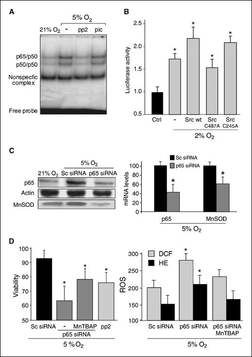Figure 3. NF-κB down-regulation sensitizes HepG2 cells to hypoxia. A, HepG2 cells were subjected to hypoxia for 72 h and then nuclear extracts were examined for NF-κB activation by electrophoretic mobility shift assay in the presence or absence of PP2 or picceatanol. B, in some cases, HepG2 cells were transfected with a NF-κB luciferase reporter construct and redox-insensitive Src mutants and subjected to hypoxia for 72 h (n = 3). *, P < 0.05 versus normoxia. C, HepG2 cells were transfected with control siRNA or siRNA targeting p65 and the protein and mRNA levels for p65 and MnSOD during hypoxia for 72 h were analyzed by Western blot and real-time PCR, respectively (n = 3). D, the survival of HepG2 that have been transfected with control siRNA (Sc siRNA), or siRNA targeting p65 in the presence or absence of the SOD mimetic MnTBAP (50 μmol/L), or incubated with PP2 to inhibit Src was examined after 3 d of hypoxia (n = 3–6). *, P < 0.05 versus normoxia. In some cases, ROS generation was measured by adding the fluorescent probes hydroethidine (HE; 5 μmol/L) and DCF (1 μmol/L) to the cells during 30 min at 37°C (n = 3). *P < 0.05 versus normoxia.