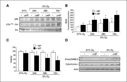 Figure 5. Kinetics of p65, phospho-Tyr416 Src, and survival of SH-SY5Y cells during hypoxia after HP exposure. A, SH-SY5Y cells were preincubated with HP and then subjected to hypoxia for the indicated period of time to analyze the levels of p65 in nuclear extracts and phospho-Tyr416 Src in cells extracts. A representative blot out of three independent experiments with similar results. B and C, DCF fluorescence and survival, respectively, were examined at various times during hypoxia after HP preincubation or without HP incubation (n = 3–4). *, P < 0.05 versus cells without HP incubation. D, SH-SY5Y cells were subjected to hypoxia for 48 h with or without HP incubation to analyze the release of Smac/DIABLO and cytochrome c release from mitochondria. Representative blot (n = 3).