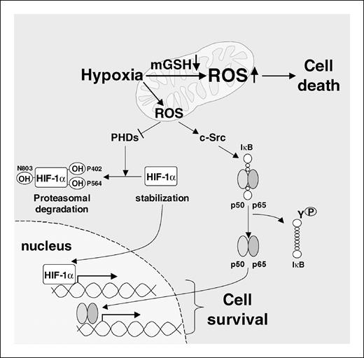 Figure 6. Dual role of mROS in hypoxia signaling. Hypoxia generates mROS, which, in turn, activate NF-κB through c-Src–mediated phosphorylation of IκB-α at tyrosine residues, and the stabilization of HIF-1α. These events promote carcinogenesis through maintenance of cell survival and tumor progression. However, when mGSH is depleted, hypoxia induces an enhanced formation of mROS stimulating the release of cytochrome c, resulting in oxidant-dependent cell death.