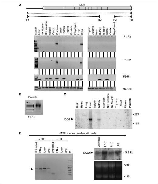 Novel Tryptophan Catabolic Enzyme IDO2 Is the Preferred Biochemical ...