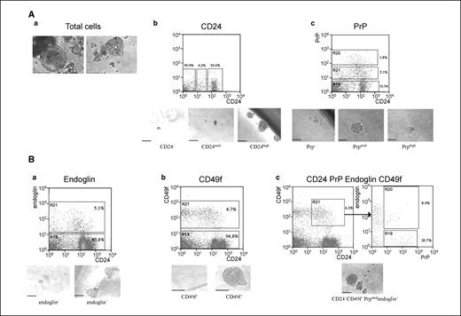 Figure 1. Presence of mammosphere-initiating cells in various populations of freshly isolated mammary gland cells. Surface expression of CD24 alone (A), CD24 and PrP (A), CD24 and endoglin (B), CD24 and CD49f (B), or CD24, CD49f, PrP, and endoglin (B) in freshly isolated mammary gland cells and mammospheres formed by cells fractioned based on their respective staining. Representative mammospheres or nonsphere aggregates formed by freshly isolated mouse mammary gland cells. Bar, 100 μm.
