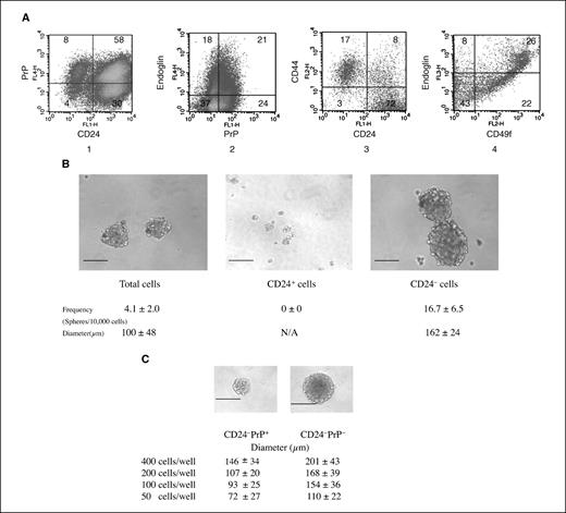 Figure 2. Effects of preculturing mammary gland cells on the cell surface phenotype of mammosphere-initiating cells. A, surface expression of CD24 and PrP (plot 1), PrP and endoglin (plot 2), CD24 and CD44 (plot 3), and CD49f and endoglin (plot 4). B, 2,000 total mammary gland cells (left), 2,000 CD24+ cells (middle), or 2,000 CD24− cells (right) were cultured in 100 μL sphere-forming medium for 7 d and representative mammospheres or nonsphere aggregates are shown. C, indicated numbers of CD24−PrP+ (left) or CD24−PrP− cells (right) were cultured for 7 d and representative spheres are shown. B and C, each is one of three independent experiments showing similar results. Bar, 100 μm.