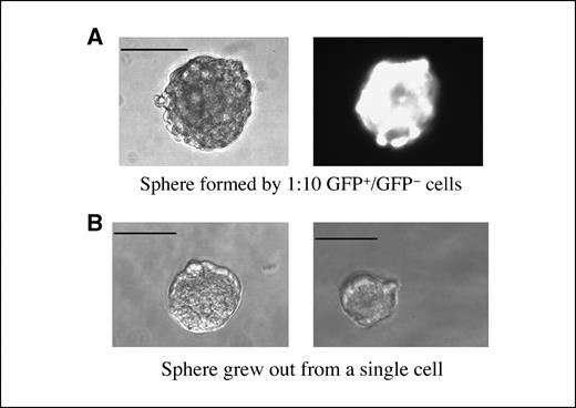 Figure 3. Measurement of the number of cells required to initiate a mammosphere. A, Mammary gland cells (2,000) isolated from GFP+ and non-GFP mice were mixed in a ratio of 1:10 and plated in 100 μL sphere medium for 7 d and representative mammospheres are shown in nonfluorescence (left) and green fluorescence (right) phase-contrast microscope. Bar, 100 μm. B, Previously formed spheres were dissociated by trypsinization into single cells, which were plated in 100 μL sphere medium for 7 d, and representative mammospheres formed from single plated cells are shown. Bar, 100 μm.