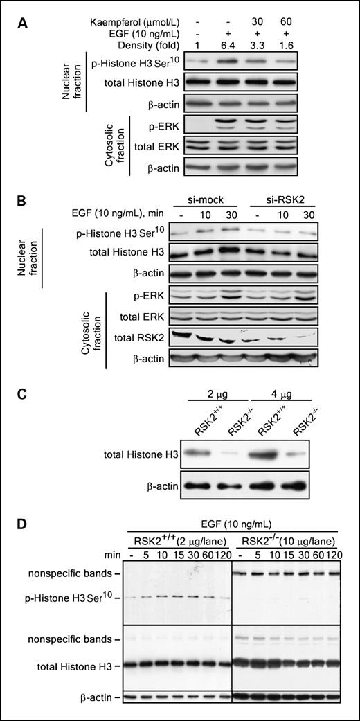 Figure 6. Histone H3 phosphorylation at Ser10 is eliminated by inhibition of RSK2. A, kaempferol inhibits histone H3 phosphorylation at Ser10. JB6 Cl41 cells (1 × 106) were seeded into 10-cm dishes in 5% FBS-MEM and cultured until cells reached 90% to 95% confluence. The cells were starved for 24 h in 0.1% FBS-MEM and then stimulated with EGF (10 ng/mL) for 15 min and subsequently harvested. The nuclear and cytosolic fractions were extracted with NE-PER nuclear and cytoplasmic extraction reagents (Pierce) following the manufacturer's suggested protocols. To extract histone proteins, the nuclear fraction was treated with benzonase (250 units) for 30 min on ice and then the supernatant fraction was recovered by centrifugation. The nuclear fraction containing histone proteins was used for histone H3 detection and the cytosolic fraction was used for detection of ERK by Western blotting as described in Materials and Methods. Equal protein loading was confirmed using the β-actin antibody on the same membrane. B, RSK2 knockdown suppresses EGF-induced histone H3 phosphorylation at Ser10. NIH3T3 cells were transfected with psi-mock or psi-RSK2, cultured and starved each for 24 h, and then stimulated with EGF (10 ng/mL). The cells were harvested at the indicated time point and histone protein was extracted as described for (A). Phosphorylated and total histone H3 proteins were visualized from the nuclear fraction by Western blotting using specific antibodies. The phosphorylated ERK, total ERK, and total RSK2 proteins were visualized from the cytosolic fraction by Western blotting with specific antibodies and equal protein loading was confirmed using the β-actin antibody on the same membrane. C, RSK2−/− MEFs contain lower levels of the histone H3 protein. Histone proteins were extracted from RSK2+/+ and RSK2−/− MEFs as described for (A). Total proteins (2 or 4 μg) were resolved by 15% SDS-PAGE, transferred onto PVDF membranes, and visualized using a total histone H3 antibody and HRP-conjugated secondary antibody as described in Materials and Methods. Equal protein loading was confirmed using the β-actin antibody on the same membrane. D, RSK2 deficiency blocks EGF-induced histone H3 phosphorylation at Ser10. RSK2+/+ and RSK2−/− MEFs (1 × 106) were seeded into 10-cm dishes, cultured to about 90% to 95% confluence, and subsequently starved in 0.1% FBS-DMEM for 24 h. The cells were stimulated with EGF (10 ng/mL) and harvested at the indicated time point, and then histone proteins were extracted as described for (A). Western blotting was conducted using 2 or 10 μg of nuclear protein from RSK2+/+ and RSK2−/− MEFs as indicated. The levels of phosphorylated histone H3 (Ser10) and total histone H3 protein level were visualized by Western blot using specific antibodies as described in Materials and Methods. Equal protein loading was confirmed using the β-actin antibody on the same membrane.