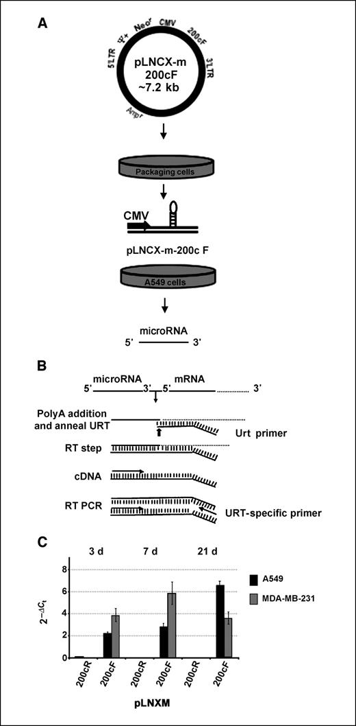 Figure 1. Strategy for the expression of miR-200c in A549 and MDA-MB-231 cell lines. A, ∼500 bp of the flanking region surrounding the pri-miR-200c sequence was cloned into pLNCX-m in either orientation with respect to the CMV promoter. Cell lines were infected and RNA extracted after selection for recombinants using G418 as described in text. B, outline of the procedure for the amplification of both mature microRNA and mRNA from total RNA, described in detail in ref. 11. C, increase in expression of mature miR-200c seen over a 3-wk period following selection in both A549 and MDA-MB-231 cells (200cF; black and gray columns). No increase in miR-200c expression is seen with negative control (200cR), remains at the endogenous level of limit of detection (A549), or absent (MDA-MB-321).