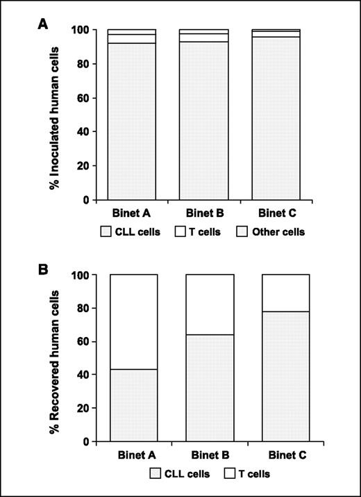 Figure 5. CLL cells derived from advanced-stage donors have a higher capacity to engraft in NOD/SCID spleens. A, cellular composition of inoculated PBMC as analyzed by flow cytometry. No significant differences in the content of CLL cells and accessory T cells were noted in PBMC samples derived from patients with different Binet stages. B, the ratio of engrafted human CLL and accessory T cells depends on the disease stage.
