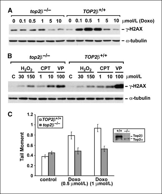 Figure 3. Induction of Top2β-mediated chromosomal DNA DSBs by doxorubicin in primary MEFs. A, 2 × 105 primary top2β−/− and TOP2β+/+ MEFs were treated with 0, 0.1, 0.5, 1, 5, and 10 μmol/L of doxorubicin for 1 h. Cells were lysed and analyzed by Western blotting using either anti–γ-H2AX or anti–α-tubulin antibody. B, primary top2β−/− and TOP2β+/+ MEFs were either untreated (for control) or treated with H2O2 (30 or 150 μmol/L), camptothecin (1 or 10 μmol/L), or VP-16 (100 μmol/L) for 1 h. Cell lysates were analyzed by Western blotting as described in (A). C, primary top2β−/− and TOP2β+/+ MEFs were treated with 0 (control; 0.1% DMSO was added as solvent control), 0.5, or 1 μmol/L of doxorubicin for 1.5 h and neutral comet assay was then done as described in Materials and Methods. Average comet tail moments were plotted as histograms. Columns, mean; bars, SE.