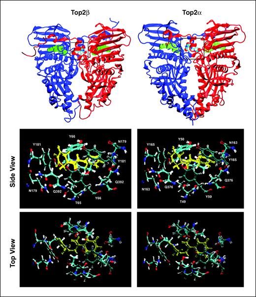 Figure 5. Homology modeling of the NH2-terminal ATPase domain of human Top2α and Top2β in complex with dexrazoxane. Homology modeled structures of the ATPase domain of human Top2β (left) and Top2α (right) in complex with dexrazoxane. Top, the Top2 isozyme dimers are symmetrical with the separate protein chains indicated in red and blue. ADPNP (green) and dexrazoxane (in Corey-Pauling-Koltun coloring) are shown using space-filling models. The dexrazoxane binding region (boxed in top left and top right) is composed of residues from both chains at the dimer interface. The bottom left and bottom right (both side view and top view) show the proximal residues in the dexrazoxane binding sites of human Top2β (left) and Top2α (right) in complex with dexrazoxane (yellow).
