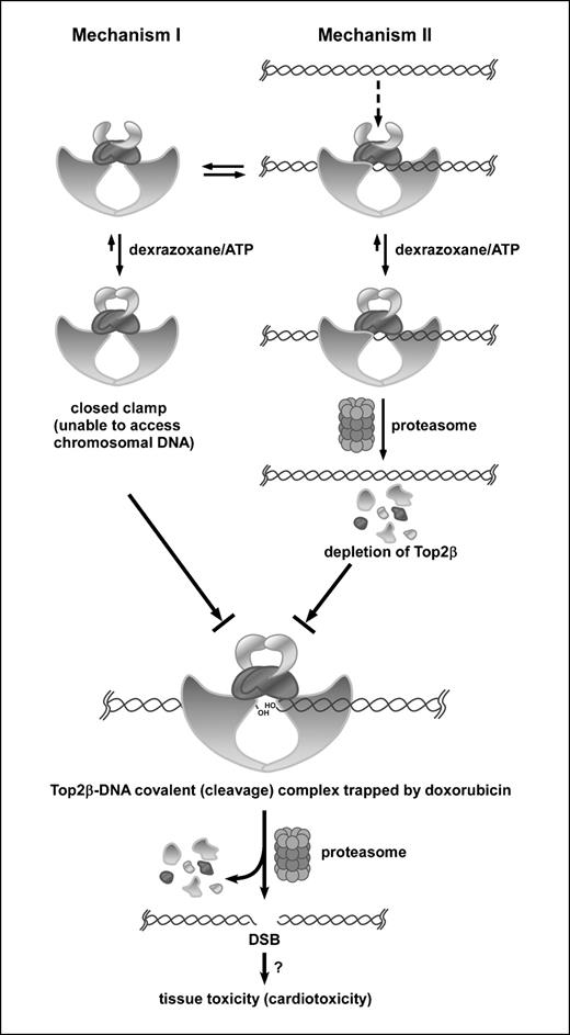 Figure 6. Two proposed mechanisms for the antagonistic effect of dexrazoxane on doxorubicin-induced DNA damage. In this model, only the role of the Top2β isozyme is considered, which would mimic the situation in adult heart where Top2β, but not Top2α, is expressed. Top2β is shown to exist in two states, free Top2β (mechanism I) and DNA-bound Top2β (mechanism II), at equilibrium. Dexrazoxane can bind to Top2β in either state. For mechanism I, binding of dexrazoxane to free Top2β stabilizes the closed-clamp conformation of ATP-bound Top2β and thus prevents binding of Top2β (closed clamp) to chromosomal DNA. Consequently, doxorubicin is unable to trap Top2β into cleavage complexes. For mechanism II, dexrazoxane binds to DNA-bound Top2β and stabilizes the closed-clamp conformation of ATP-bound Top2β, which triggers proteasomal degradation of Top2β (Top2β down-regulation). Top2β down-regulation results in depletion of Top2β and thus fewer doxorubicin-trapped Top2β cleavage complexes. The formation of doxorubicin-trapped Top2β cleavage complexes leads to DNA DSBs through proteasome-mediated processing, which, if not repaired, could contribute to cell death and possible tissue toxicity (e.g., cardiotoxicity).