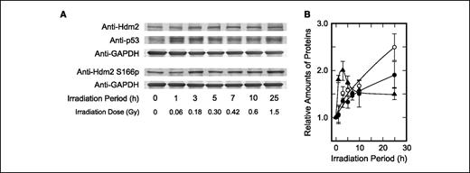 Figure 2. Accumulation and activation of Hdm2 during chronic γ-irradiation. The kinetics of the time course of accumulation of p53, Hdm2, and phosphorylated Hdm2 during chronic γ-irradiation were analyzed by Western blotting. A, a typical photograph of Western blotting. B, relative amounts of proteins calculated from the scanning profiles of Western blots (three independent experiments). •, Hdm2; ○, phosphorylated Hdm2 at serine 166; ▴, p53.