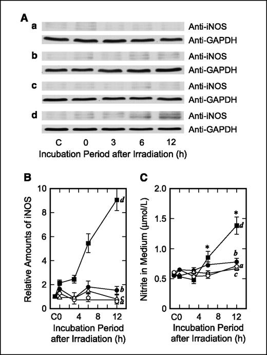 Figure 3. Accumulation of iNOS after acute irradiation following chronic preirradiation. A, cells were harvested at various time points (0–12 h) after chronic and/or acute irradiation, and iNOS was assessed by Western blotting. B, relative amounts of iNOS calculated from the scanning profiles of Western blots (three independent experiments). C, medium over the cells was sampled at various time points (0–12 h) after chronic and/or acute irradiation, and nitrite concentrations were measured. The irradiation conditions are indicated by the rows in A and the line graphs in B and C: a, after acute X-irradiation (1.5 Gy); b, after acute X-irradiation (3.0 Gy); c, after chronic γ-irradiation (1.5 Gy); d, after chronic γ-irradiation (1.5 Gy) followed by acute X-irradiation (1.5 Gy). C, no irradiation. *, P < 0.05, for the comparison between control and irradiations.