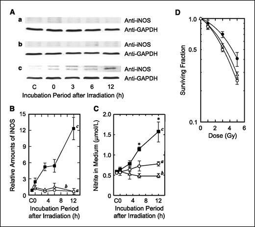 Figure 4. Accumulation of iNOS and induction of radioadaptive response after challenging irradiation following priming irradiation. A, cells were harvested at various time points (0–12 h) after a low-dose and/or high-dose irradiation, and iNOS was assessed by Western blotting. B, relative amounts of iNOS calculated from the scanning profiles of Western blots (three independent experiments). C, medium over the cells was sampled at various time points (0–12 h) after low-dose and/or high-dose irradiation, and nitrite concentrations were measured. The irradiation conditions are indicated by the rows in A and the line graphs in B and C: a, after a low-dose X-irradiation (0.02 Gy); b, after a high-dose X-irradiation (2.0 Gy); c, after a low-dose X-irradiation (0.02 Gy) followed by a high-dose X-irradiation (2.0 Gy). C, no irradiation. *, P < 0.05, for the comparison between control and irradiations. D, radiosensitivity after a high-dose X-irradiation following a low-dose X-irradiation. ○, high-dose X-irradiation alone; •, high-dose X-irradiation given after a low-dose X-irradiation; ▵, irradiation in the presence of c-PTIO throughout the entire procedure.